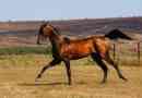 Akhal -teke horse - чиста източна кръв